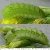 celas argiolus larva4 volg2